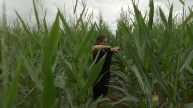 Sharks of the Corn