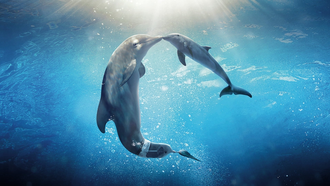 Dolphin Tale 2